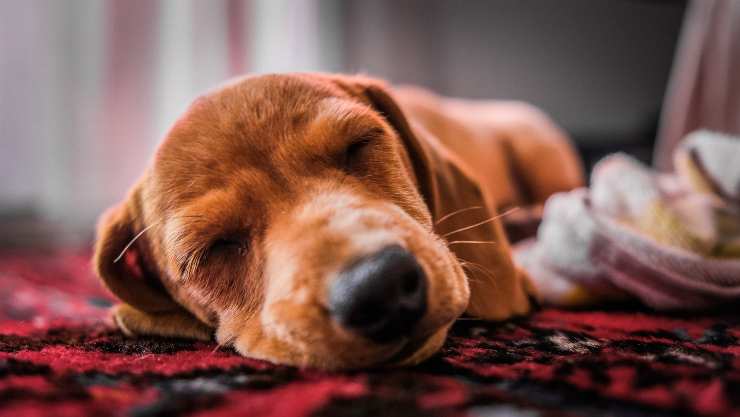 Cucciolo dorme