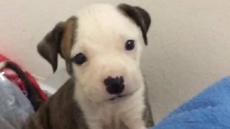 cucciolo pitbull cambiamento