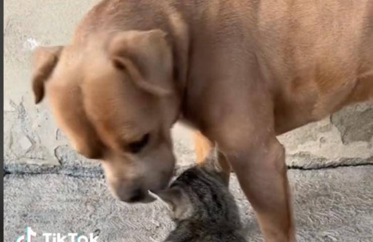 cane da bacino gatto