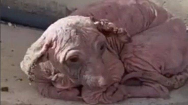 cane dobby video