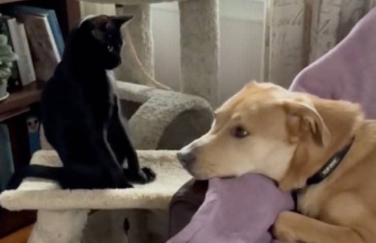 cane gatto domes apollo