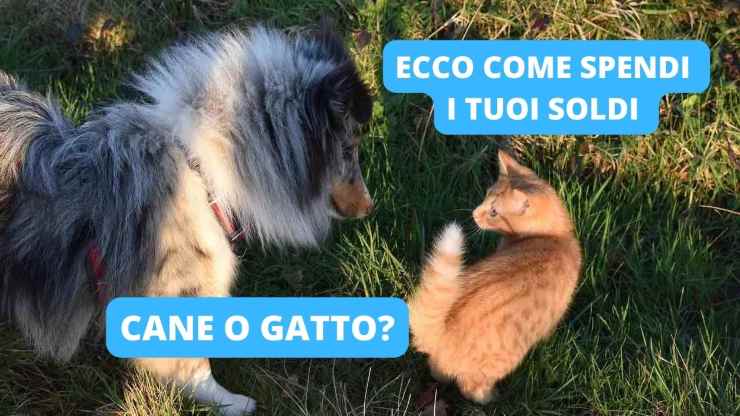 cane e gatto all'aperto