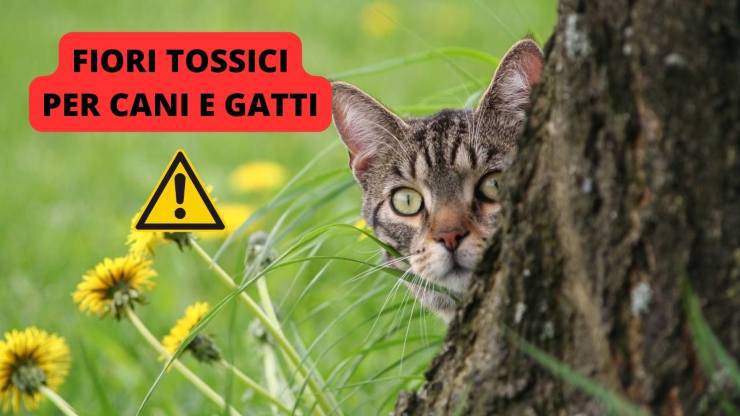 gatto nel prato 