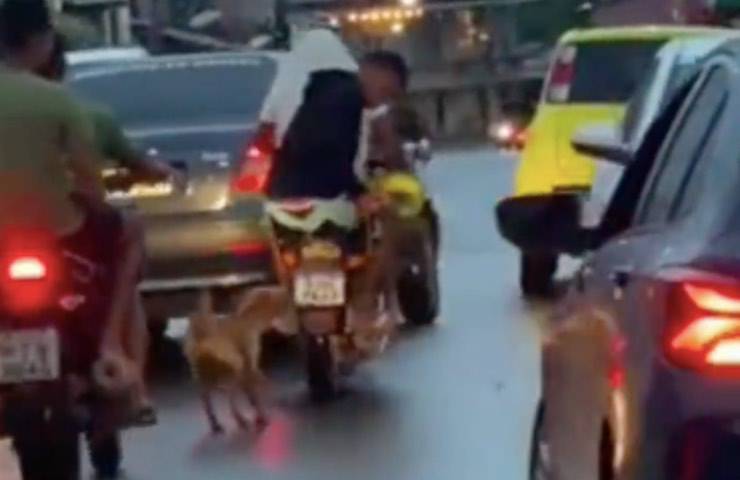 povero pelosetto trainato forza