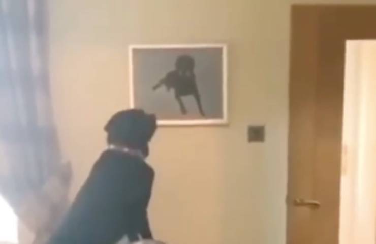 vede foto fratello reazione