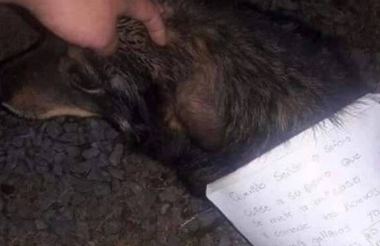cane entrato senza permesso
