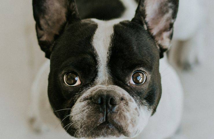 Bulldog francese cuccioli denutriti