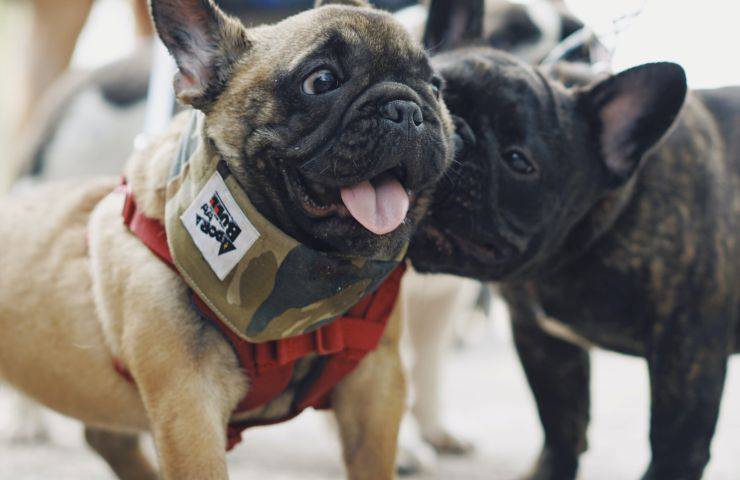Bulldog francese sequestro allevamento