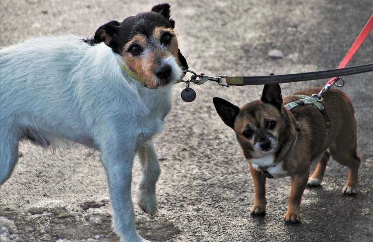 multe Lombardia cani regole