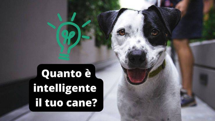 Cane attento