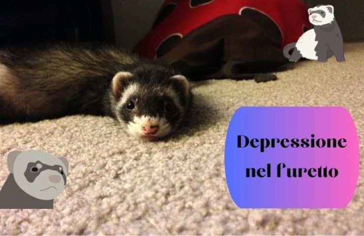 Furetto a terra