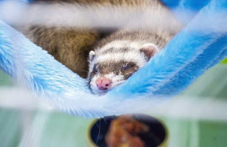 Furetto dorme