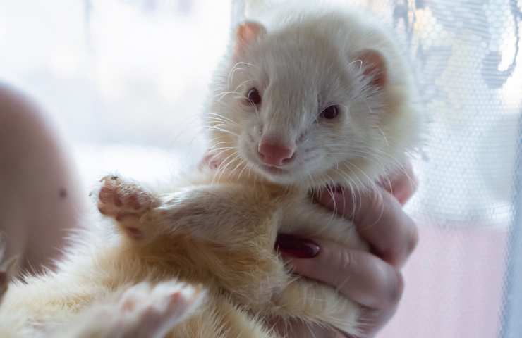 Furetto in mano