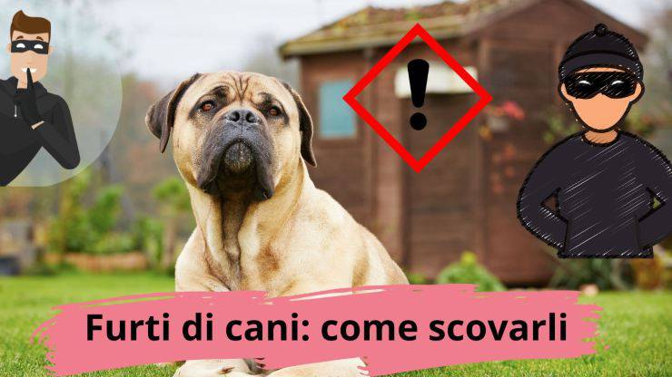 Ladri rubano cani