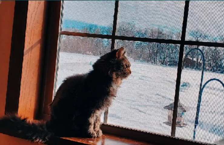gatta anziana cerca casa