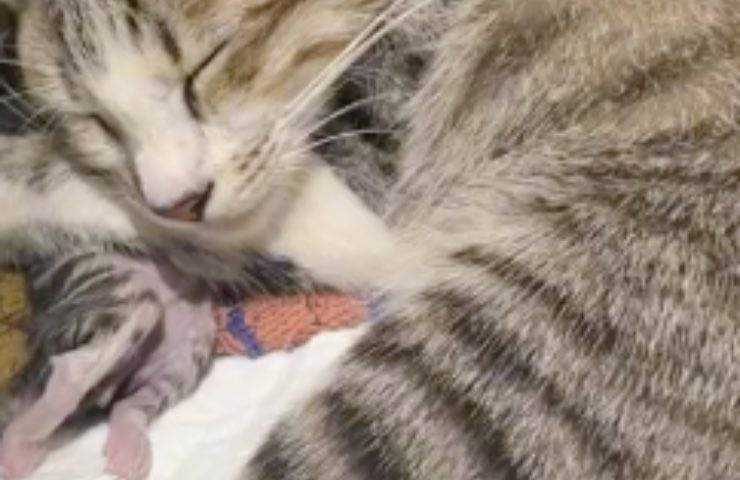 abbraccio infinitamente triste cucciolo
