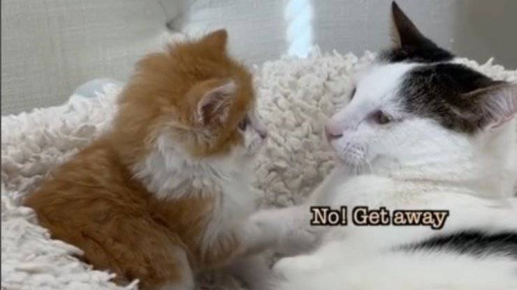 gatto cede a coccole