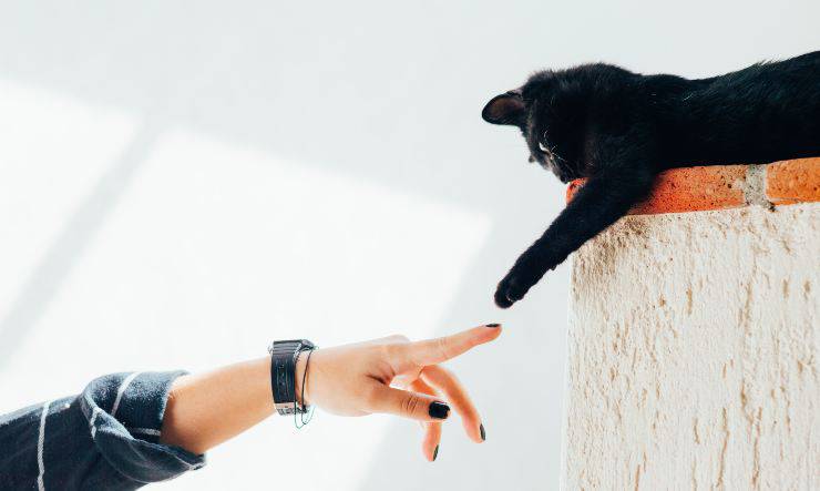 animali domestici più richiesti