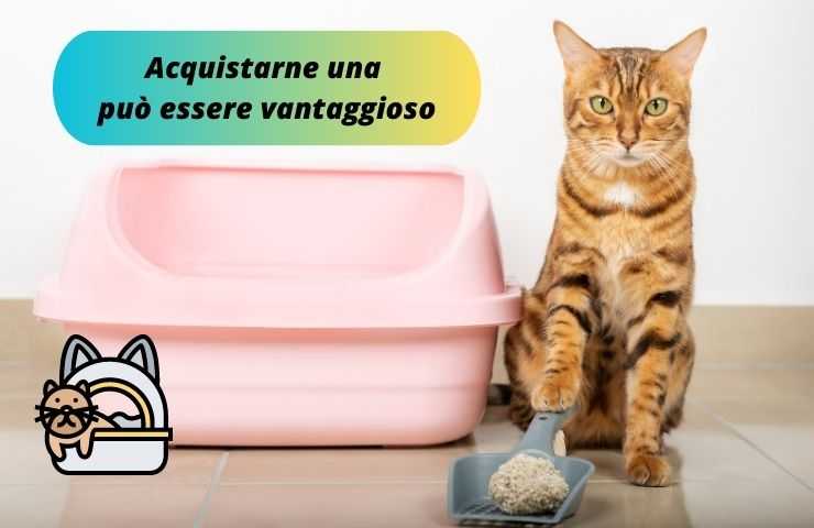 Gatto accanto alla lettiera