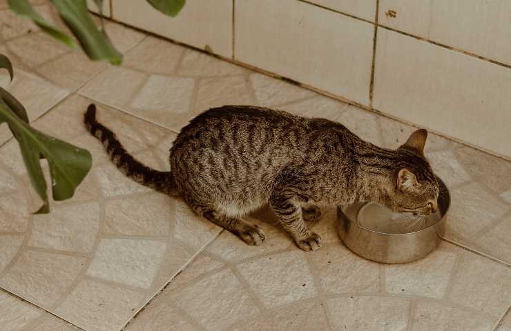Gatto beve