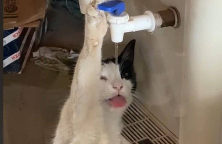 gatto beve video