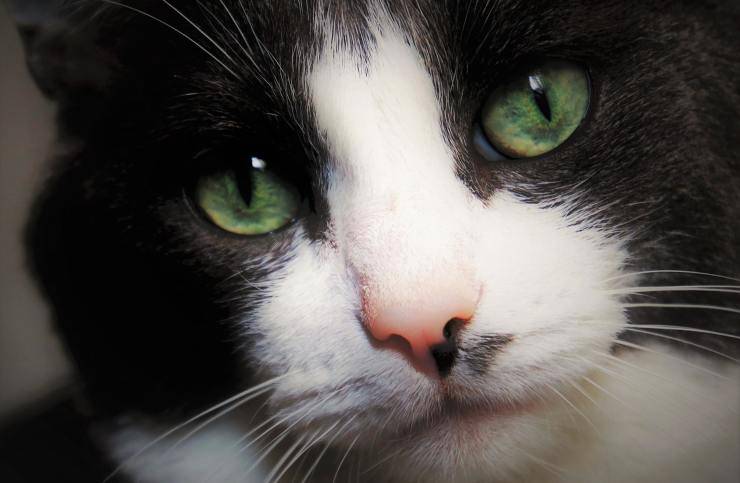 uomo parte in vacanza e lascia i gatti