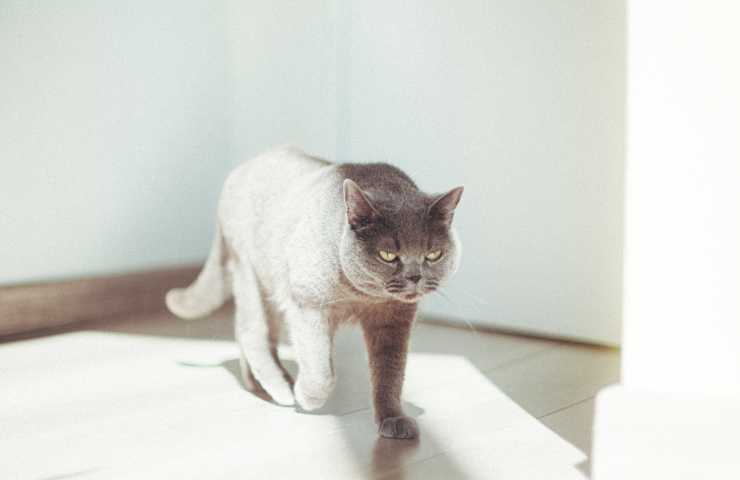 Gatto cammina