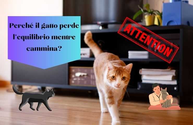 Gatto cammina in casa