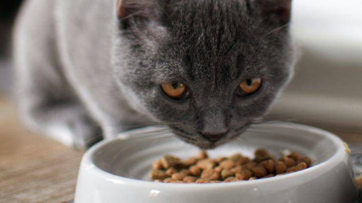 cibo per gatti quale comprare