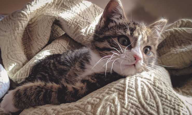Gatto comodo