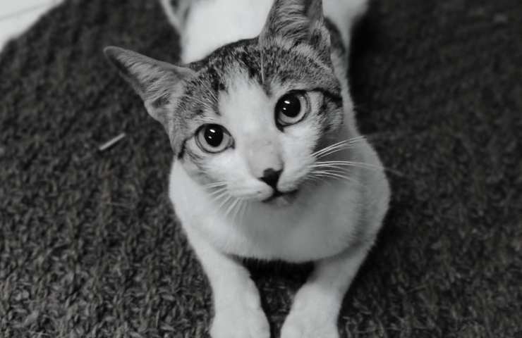 Gatto con testa inclinata