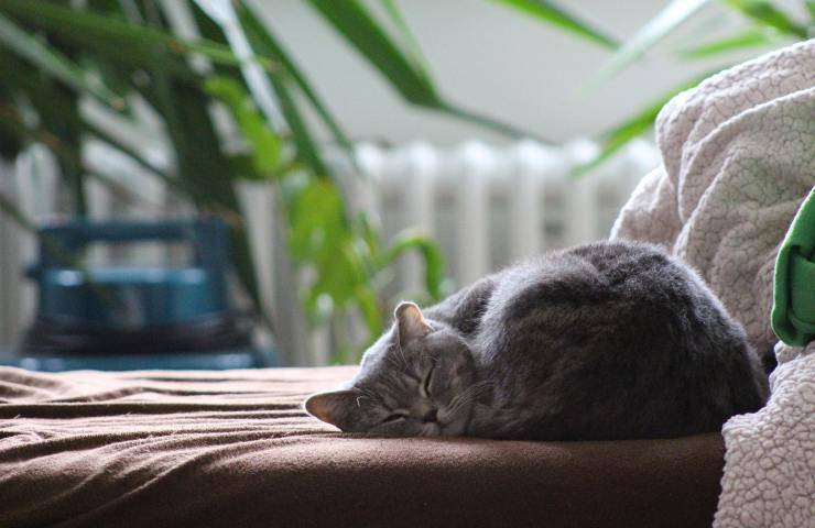 mantenere un gatto costo