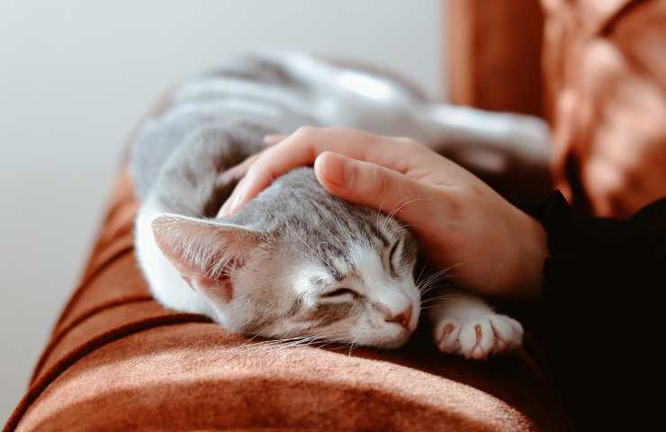 Gatto dorme
