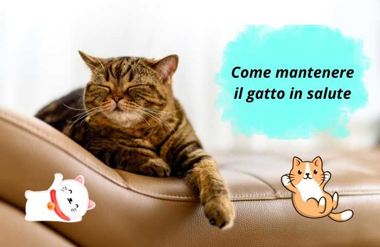 Gatto felice