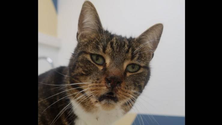 gatto colpito fucile