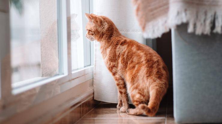 quanto costa mantenere gatto