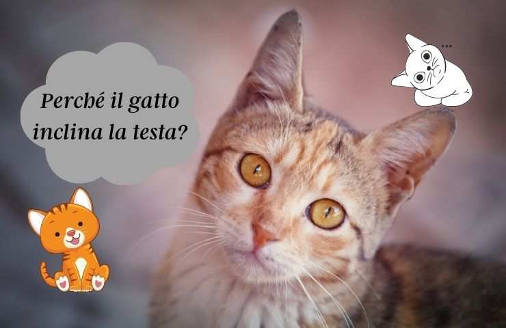 Gatto inclina la testa