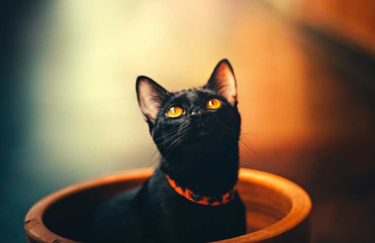 Gatto nel vaso