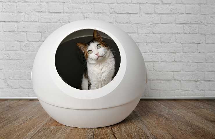 Gatto nella lettiera autopulente