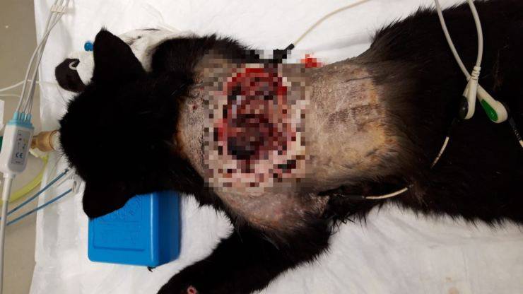 sparato al gatto da vicino