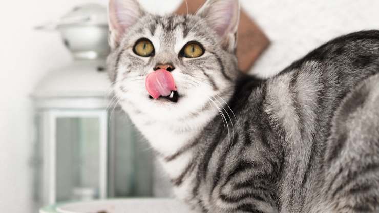 cibo migliore per gatti