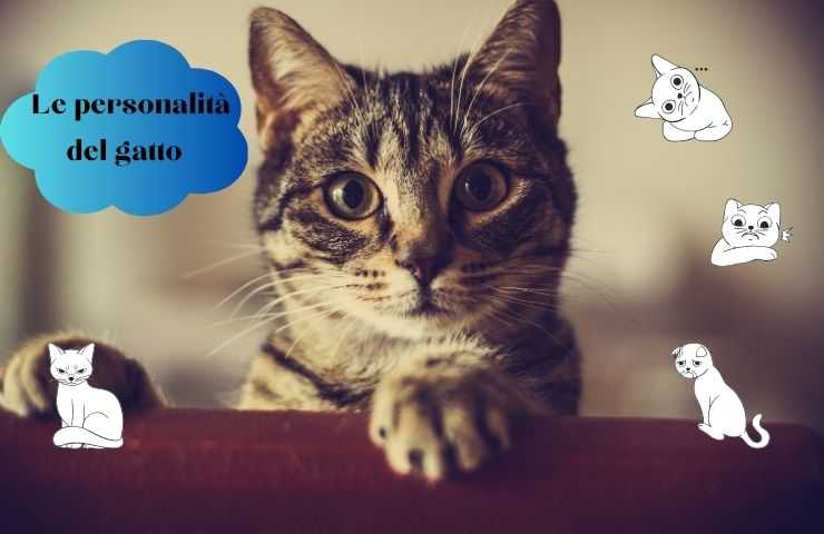 Gatto sul divano