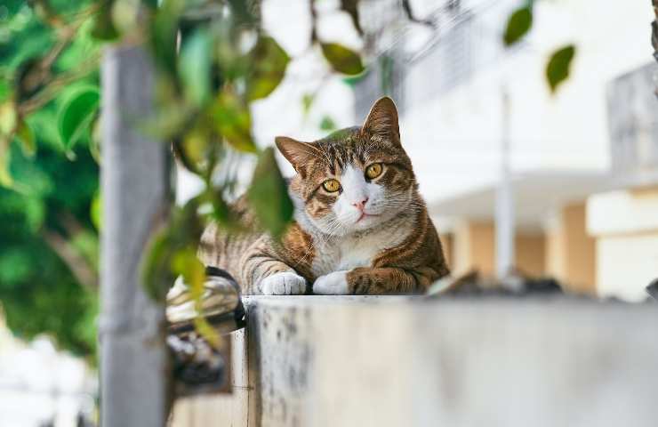 Gatto sul muretto