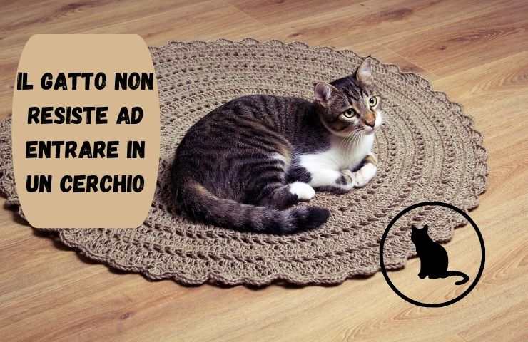 Gatto sul tappeto