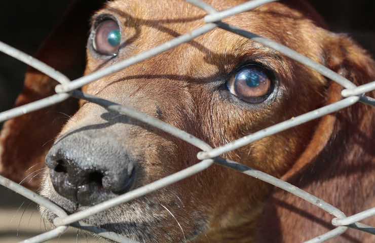 fido recluso suoi escrementi