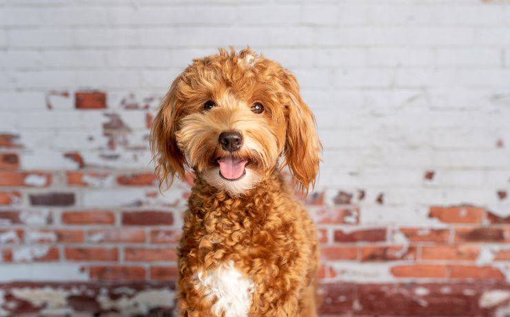 Goldendoodle