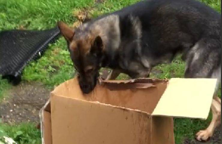 cane getta via cucciolo