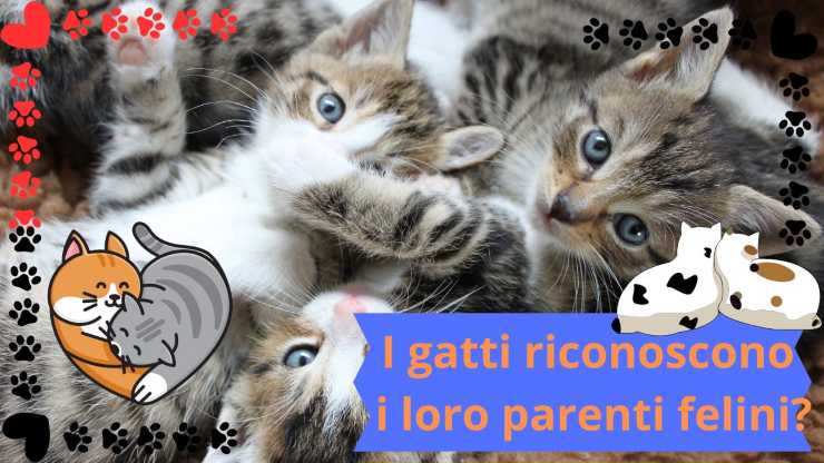 Gatti e parenti felini