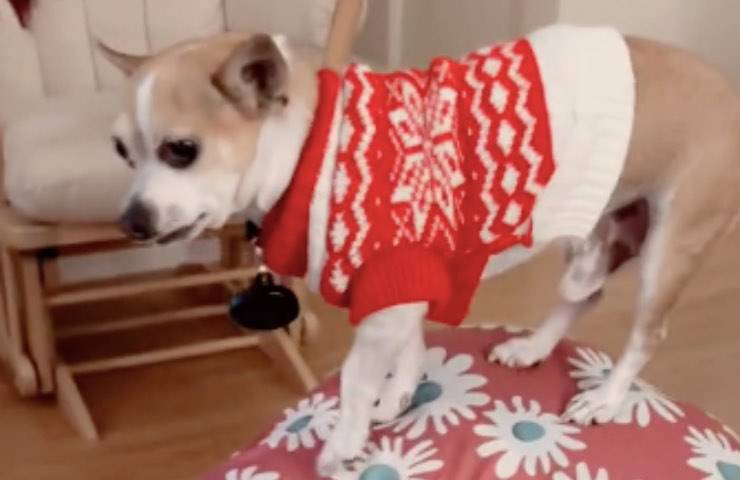 chihuahua donna preda dolori