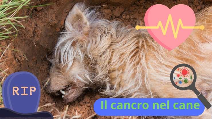 cane defunto